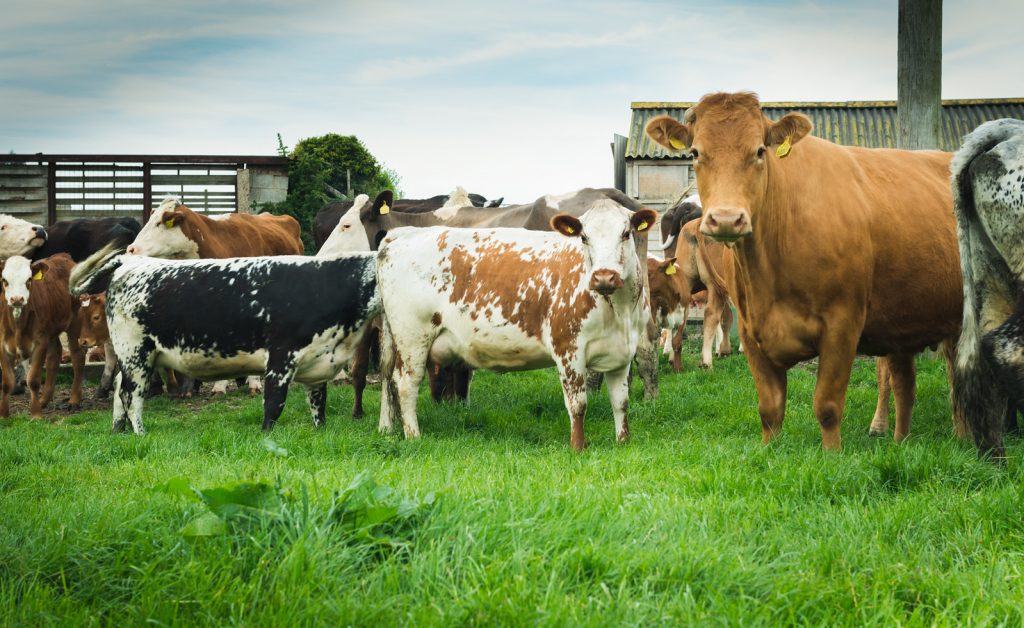 Sustainability at Hawksmoor